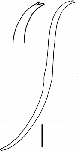 Figure 3 Chaeta from segment VII, with enlargement of bifid tip. Scale for whole chaeta 10 µm.