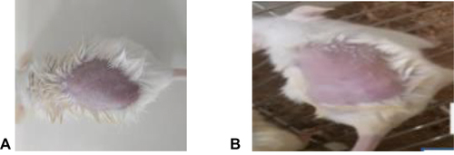 Figure 3 Acute dermal toxicity test. Before (A) and after (B) application of crude extract ointment.