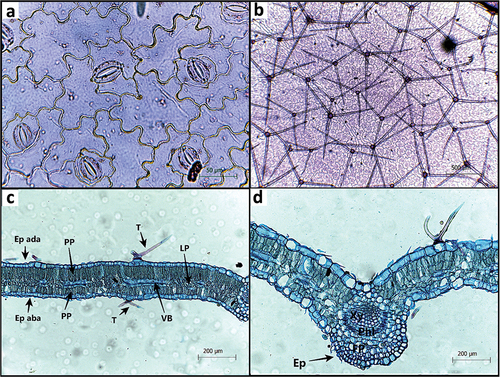 Figure 4. Jacquemontia evolvuloides leaves harvested from individuals growing in sites with different regeneration periods after land abandonment in a northeastern Brazilian seasonally dry tropical forest (Santa Teresinha, Paraíba state, Brazil). Paracytic stomata and star-shaped tector trichomes (A-B) in frontal view; cross-section of leaf blade (C) and midrib (D). (C) PP = palisade parenchyma; LP = lacunar parenchyma; T = trichome; ep aba = abaxial epidermis; ep ada = adaxial epidermis; (D) ep = epidermis; FP = fundamental parenchyma; phl = phloem; xy = xylem.