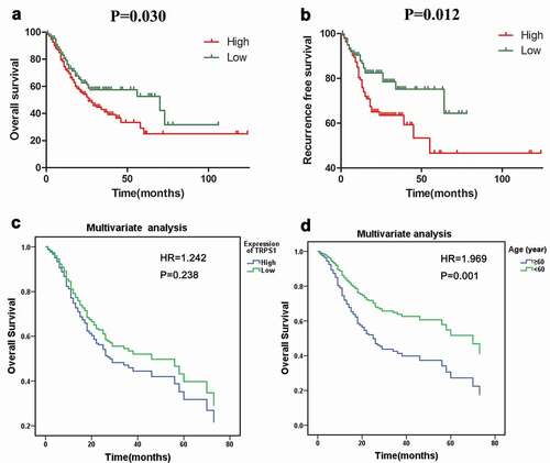 Figure 6. Analysis of the relationship between TRPS1 expression and survival of gastric cancer patients. (a) The relationship between TRPS1 expression and overall survival of gastric cancer patients illustrated in a Kaplan-Meier curve; (b) The relationship between TRPS1 expression and recurrence-free survival of gastric cancer patients illustrated in a Kaplan-Meier curve; (c) Cox multivariate regression analysis of the effect of TRPS1 expression level on the overall survival of gastric cancer patients; (d) Cox multivariate regression analysis of the effect of age on the overall survival of gastric cancer patients. HR, hazard ratio