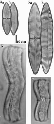 Figs 4–7. LMs of cleaned vegetative frustules showing valve and girdle morphology. Figs 4–5. RV (a) and ARV (b) of the same individuals. Fig. 4 shows a small cell at the lower end of the size range. Fig. 5 shows a large cell near the upper end of the size range. Figs 6–7. Girdle views showing the convex ARV, and the concave RV. Scale bar applies to all figures.