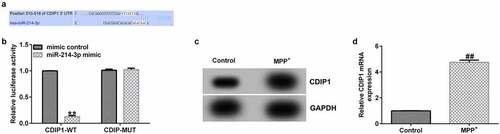 Figure 5. CDIP1 directly targeted miR-214-3p. (a) Relationship between lncRNA BACE1-AS and miR-214-3p was predicted using TargetScan. (b) Dual-luciferase reporter gene system analysis evidenced that CDIP1 directly targeted miR-214-3p. (c-d) qRT-PCR and Western blot analysis of CDIP1 in SH-SY5Y cells. * P < 0.05, **P < 0.01 vs. control.