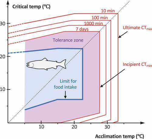 Figure 2. Thermal tolerance polygon for Atlantic salmon. The purple area outlines the tolerance zone while the blue area is the limit for food intake. The incipient lethal temperature (incipient Ct) is the temperature where 50% of individuals acclimated to a certain temperature can survive for a long time, in this study defined as 7 days. The ultimate lethal temperature (Ultimate Ct) is the highest temperature to which fish can acclimate [Citation123]. Note that both lower and upper limits for food intake, incipient, and ultimate lethal temperatures are positively correlated with acclimation temperature [modified from [Citation24]]