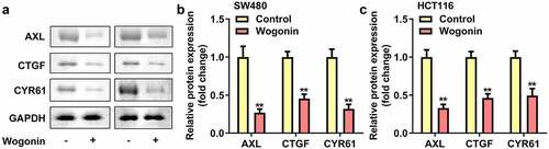 Figure 4. Effect of wogonin on the protein expression of AXL, CYR61 and CTGF in CC cells.
