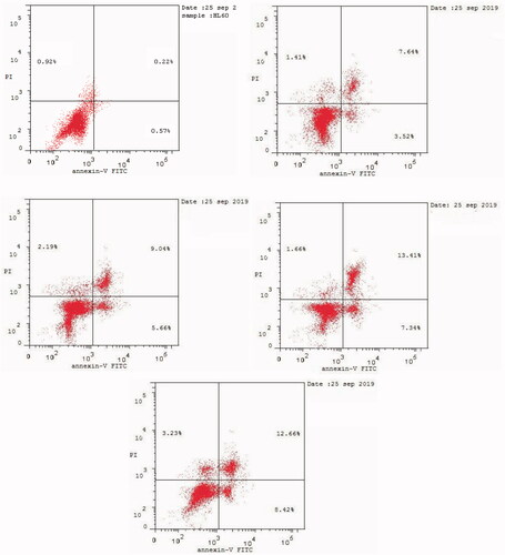 Figure 4. Effect of DMSO (upper left panel), and compounds 6 (upper right panel), 9 (middle left panel), 16 (middle right panel), and 20 (lower panel) on the percentage of annexin V-FITC-positive staining in HL60 cells.).