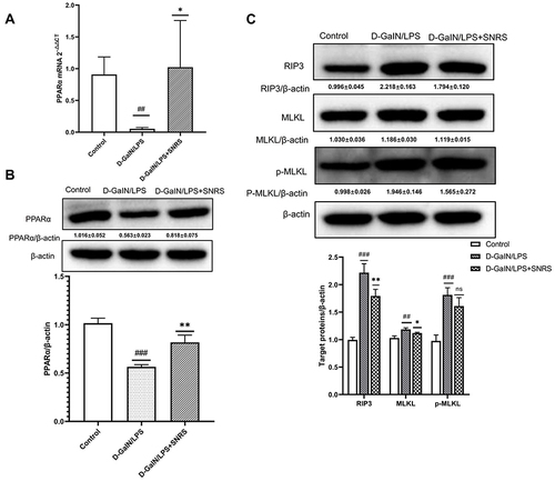 Figure 3 The effect of SNRS on PPARα and necroptosis protein (A) The expression of PPARα mRNA was detected by RT-PCR. (B) The effect of SNRS on PPARα protein expression was measured by Western blotting. (C) Changes in necroptosis-related protein RIP3, MLKL, and p-MLKL with SNRS treatment were measured by Western blotting. #Model group compared with control group, ##P<0.01, ###P<0.001. *SNRS group compared with model group, *P<0.05, **P<0.01.