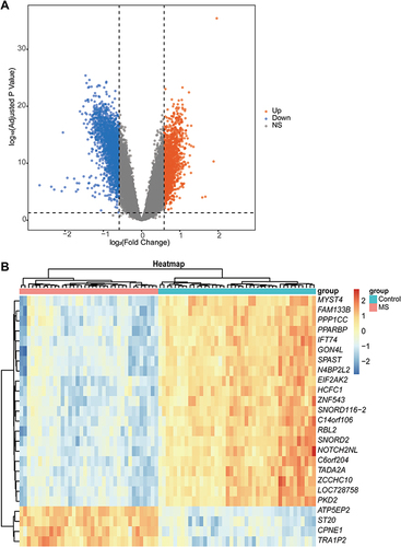 Figure 3 Differential analysis. (A) The volcano plot was generated to visualize up-regulated differentially expressed genes (DEGs) vs down-regulated DEGs in the MS patients and the controls. (B) The heatmap showed the 25 tops DEG which were related the MS patients and the controls.