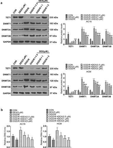 Figure 4. DEX boosted TET1 and abated OGD/R-mediated DNA methylation in cardiomyocytes.