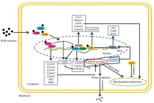 Figure 2 Effect of PCB156 exposure on nuclear receptors in hepatocytes.