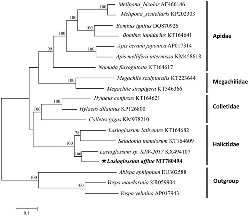 Figure 1. Phylogenetic tree of L. affine was constructed based on 13 PCGs of Hymenoptera species and three outgroups. The support values on the nodes indicate the percentages of 1000 bootstrap replicates. GenBank accession numbers were followed after their appropriate species names.