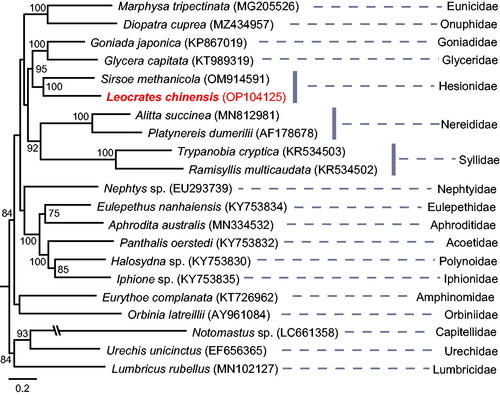 Figure 3. Phylogenetic tree reconstructed with Maximum Likelihood (ML) method. The tree was constructed based on concatenated nucleotide sequences of 13 protein-coding genes (PCGs) of 20 polychaetous species in 17 families and 1 clitellate species. Values of robustness were calculated from ML analyses, and only bootstrap (BS) values ≥50 are shown at nodes. GenBank accession numbers used are listed after the species names. The scale bar indicates the number of substitutions per site.