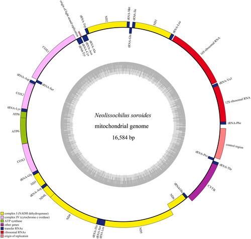 Figure 2. Mitochondrial genome map of Neolissochilus soroides. H-strand is located in the outer ring and L-strand is located in the inner ring. The gene consists of 13 protein-coding genes, two rRNA genes, 22 tRNA genes and three non-coding control regions. Among them, yellow: complex I (NADH dehydrogenase); light green: complex III (ubiquinol cytochrome c reductase); pink: complex IV (cytochrome c oxidase); dark green: ATP synthase; blue: transfer RNAs; red: ribosomal RNAs.