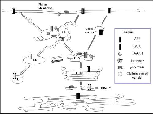 Figure 2 Trafficking itinerary of APP and BACE1. A schematic diagram of the trafficking itinerary of APP and BACE1. Both proteins have very similar itinerary and can be found in compartments of the exocytic pathway and endocytic pathway. Locations of general components of membrane traffic known to affect APP/BACE1 traffic, such as gamma-ear-containing ARF-binding (GGA) proteins and the retromer complex are also shown. Although presenilins are largely localized to the ER-Golgi region at steady state, these and other components of the γ-secretase complex also have widespread presence. Note that this is a general scheme which does not include detail depiction of neuronal domains such as axons and dendrites. Dark arrows indicate exocytic or anterograde transport and white arrow endocytic or retrograde trafficking. ER, endoplasmic reticulum; ERGIC, ER-Golgi intermediate compartment; TGN, trans-Golgi network; EE, early endosome; RE, recycling endosome; LE, late endosome; L, lysosome.