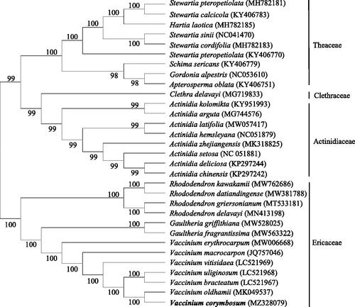Figure 1. Phylogenetic tree of 31 species based on the neighbor-joining method analysis of the complete chloroplast genome sequences using 1000 bootstrap replicates.