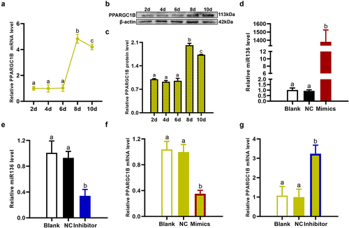 Figure 3. miR136 depressed PPARGC1B expression to inhibit preadipocytes differentiation. (a-c) PPARGC1B expression pattern in adipogenesis. (d and e) miR136 level in preadipocytes after different treatment. (f and g) PPARGC1B mRNA expression in preadipocytes after different treatment. Data are presented as ‘mean ± SD’. Different lowercase letters at the top of each bar denote significant differences among groups. The difference among groups was compared by one-way ANOVA with Tukey’s post hoc test, P < 0.05.