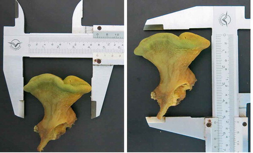 Figure 1. Preserved specimen of Sarcophyton cornispiculatum Verseveldt, Citation1971.