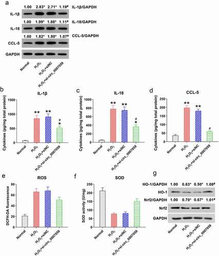 Figure 5. Circ_0007059 knockdown inhibits H2O2-induced cardiomyocyte inflammation. Cardiomyocytes were infected with lentiviral-si-circ_0007059/siNC for 1 d and subsequently exposed to H2O2 (0.1 mM) for 1 d. (a) WB quantification for inflammatory cytokine expression in cardiomyocytes. (B, C, D) ELISA for the quantification of inflammatory cytokines released into the cardiomyocyte medium. (e) DCFH-DA staining was performed to evaluate the intra-cellular ROS production. (f) Activity of anti-oxidative enzyme SOD was determined using SOD assay kits. (g) WB detection of the Nrf2 and HO-1 protein levels in cardiomyocytes. *P < 0.05 and **P < 0.01 versus the CG; #P < 0.05 versus the H2O2 group.