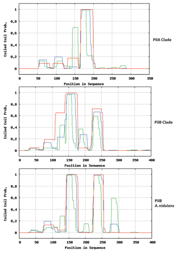 Figure 2 Proteins of the PilB clade have two putative coiled-coil domains. PilA and PilB proteins of the species of the Pezizomycotina included in the phylogeny of Figure 1 of reference Citation3 were independently aligned with T-Coffee. The alignments were scanned for coiled-coil domains with http://toolkit.tuebingen.mpg.de/pcoils. Size of window used by the programme: Green: 14 residues, blue: 21 residues, red: 28 residues. For the PilA clade, as a result of their high sequence identity, predictions for individual proteins do not differ from the prediction for the six aligned proteins. For the PilB clade, the sequence divergence leads to somewhat different individual predictions. The prediction for the coiled-coil domains of A. nidulans PilB is shown in the bottom panel.