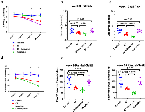 Figure 4. Morphine increased thermal and mechanical pain sensitivities in caerulein-induced CP mice: (a) thermal pain sensitivity was measured by tail flick test from week 7 to week 10. (b) Thermal pain sensitivity at week 9. (c) Thermal pain sensitivity at week 10. (d) Mechanical pain sensitivity was measured by Randall-Selitto test from week 7 to week 10. (e) Mechanical pain sensitivity at week 9. (f) Mechanical pain sensitivity at week 10.