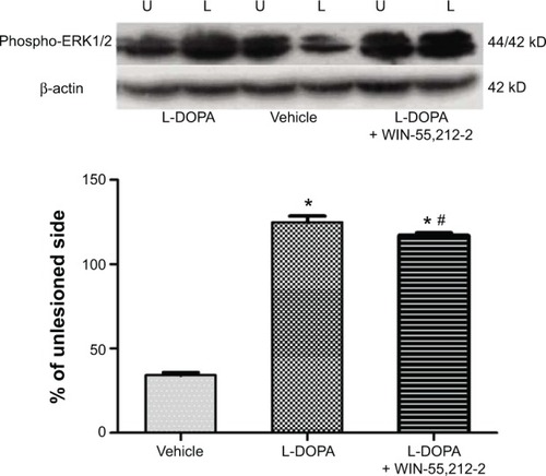 Figure 4 Effects of chronic administration of WIN-55,212-2 on L-DOPA-stimulated ERK1/2 phosphorylation in 6-OHDA-lesioned rats.