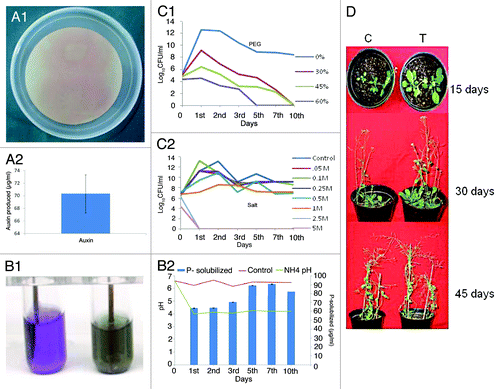 Figure 1. Auxin production by Pseudomonas putida MTCC5279. (A) Auxin production in Pseudomonas putida MTCC5279 was performed as per the protocol of Bric et al.Citation63 Phosphate solubilization by Pseudomonas putida MTCC5279. Pseudomonas putida MTCC5279 was inoculated in NBRI-BPB and NBRIP media and P-solubilization at different time interval was performed as described by Mehta and Nautiyal. (B1 and 2).Citation64 Abiotic stress tolerance of Pseudomonas putida MTCC5279 was performed by growing the culture in presence of different concentration of polyethylene glycol (PEG-6000) and salt (NaCl) and CFU ml-1 was determined at different time interval (C1 and 2).Citation65 Effect of Pseudomonas putida MTCC5279 inoculation on the growth of Arabidopsis thaliana.