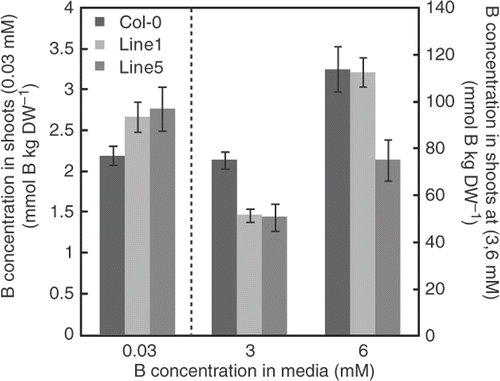 Figure 4. Boron (B) concentrations of transgenic plants. Boron concentrations of the aerial portion of the plants were determined after they were grown in solid media containing 0.03, 3 and 6 mM boric acid for 18 days. Means ± SE are shown (n = 6–8). DW = dry weight. The label of the longitudinal axis on the left is for values at 0.03 mM, and that in the right is for values at 3 and 6 mM. Significant differences were found at 3 mM in Line 1 and at 3 and 6 mM in Line 5, compared with Col-0 under the same conditions (p < 0.05, Student's t-test).