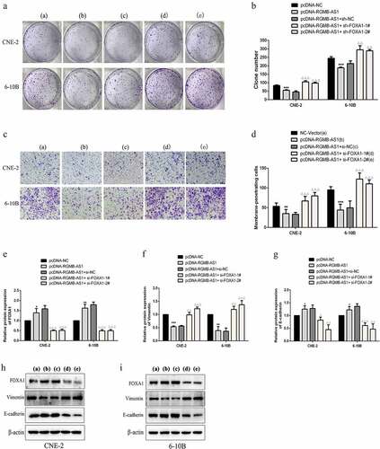 Figure 6. FOXA1 knockdown reversed the inhibition of lncRNA RGMB-AS1 on cell proliferation, migration and EMT process. (a-b) The effect of lncRNA RGMB-AS1 on the clone formation ability of NPC cells by regulating FOXA1. (c-d) The effect of lncRNA RGMB-AS1 on the migration ability of NPC cells by regulating FOXA1. (e-g) The effect of lncRNA RGMB-AS1 on the expression levels of FOXA1 (e) Vimentin (f) and E-cadherin (g) by regulating FOXA1. (h-i) Image of lncRNA RGMB-AS1 regulating FOXA1 expression levels on FOXA1, Vimentin and E-cadherin proteins. (mean ± SD, n = 3; *P < 0.05, **P < 0.01, ***p < 0.001 vs the corresponding negative control group; ΔP<0.05, ΔΔP<0.01, ΔΔΔP<0.001 vs pcDNA-RGMB-AS1+ si-NC group).