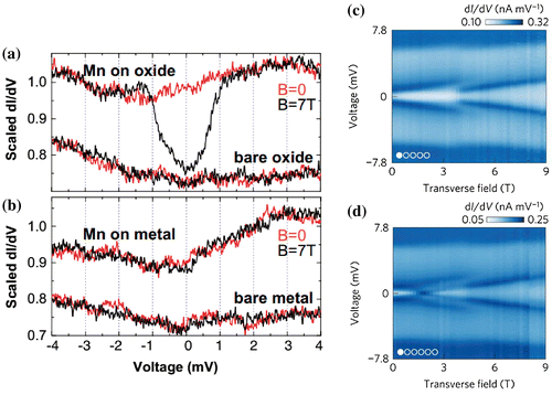 Figure 9. (a) IETS spectra at T = 0.6 K on the Mn atom on alumina (upper curves) measured at B = 7 T (black) and B = 0 T (red). The lower curves (shifted for clarity) were measured over the bare oxide surface. (b) Conductance spectra on a Mn atom on NiAl (upper curves) and on the bare NiAl surface (lower curves). All spectra in (a) and (b) were acquired with a nominal conductance of 10 nA/V (I = 50 pA at V = 5 mV) and normalized to unity for |V|>2 mV to emphasize differences in low-bias features. (c) IETS spectra taken on atom 1 of an N = 5 Co chain in transverse fields ranging from 0 T to 9 T, in increments of 200 mT. (d) Same as (c), but taken on atom 1 of an N = 6 chain. IETS curves were normalized to correct for tip height variations. Conductance values listed at the color bars are indicative only: owing to normalization, scaling between spectra may vary by ∼20%. Figure reproduced form Refs. [Citation114, 126].