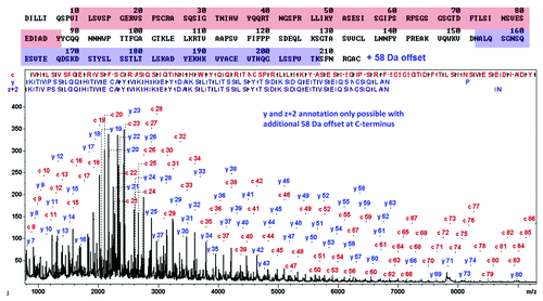 Figure 5. LC-MALDI-ISD middle-down spectrum of cetuximab’s light chain after chromatographic separation, using sDHB as matrix. The N-terminal sequence of the first 86 residues matches the spectrum precisely (top) while the C-terminal sequence displays a +58 Da offset. After assuming an A to E exchange (+58 Da), the C-terminal sequence is in accordance with the ISD-spectrum.
