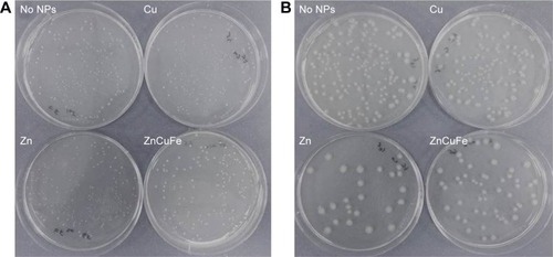 Figure 7 Representative images of overnight growth of microbes on nutrient agar with no nanoparticles (NPs) or with 150 µg/mL of ZnO, CuO, or CuZnFe oxide NPs and their effect on the colony-forming unit/mL count: (A) Enterococcus faecalis, (B) Escherichia coli.