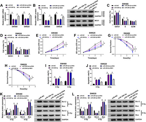 Figure 6 MiR-296-5p suppressed tumorigenesis and increased radiosensitivity by targeting MSI1 in CRC cells. SW480 and SW620 cells were transfected with miR-NC, miR-296-5p, miR-296-5p + pcDNA, or miR-296-5p + MSI1. (A and B) MSI1 mRNA and protein expression were measured by qRT-PCR and Western blot analyses, respectively. (C and D) Cell cycle distribution was detected using flow cytometry analysis. (E and F) Cell proliferation was evaluated by MTT assay. (G and H) Colony formation assay was applied to determine cell survival fraction in SW480 and SW620 cells exposed to different doses of radiation. (I and J) Cell apoptosis was examined by flow cytometry analysis in SW480 and SW620 cells irradiated with 0 Gy or 6 Gy. (K and L) Western blot assay was conducted to detect the protein levels of Bcl-2 and Bax in SW480 and SW620 cells irradiated with 0 Gy or 6 Gy. *P<0.05.