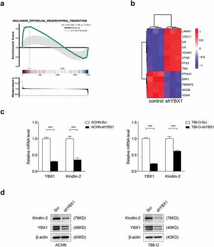 Figure 1. YBX1 regulates the expression of Kindlin-2 in renal cancer cells. (a) GSEA analyzes genes positively or negatively regulated by YBX1, and the enrichment map shows that the differentially expressed genes are significantly related to EMT. (b) The heat map shows differently expressed genes after YBX1 knockdown during the EMT process. (c) The mRNA levels of Kindlin-2 were examined by qRT-PCR in YBX1 knockdown ACHN (left panel) and 786-O (right-panel) cells. (d) Kindlin-2 protein expressions in YBX1 knockdown ACHN (left panel) and 786-O (right panel) cells were detected by western blot assay. Scr: down-expression empty plasmid control; shYBX1: YBX1 knockdown; Statistically significant differences were indicated: ***, P < 0.001