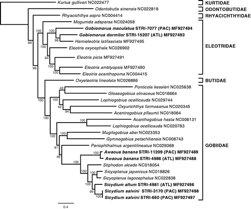 Figure 1. Maximum-likelihood (RAxML) phylogeny using 13 protein-coding mitochondrial genes from a selection of species of Gobiiformes (GenBank accession numbers indicated), and Kurtus gulliveri, which was used as the outgroup. Numbers next to nodes are support values obtained after 500 bootstrap replicates. Sequences from specimens obtained in this study are highlighted in bold.