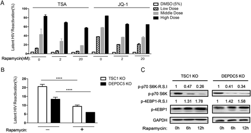 Fig. 2 Knockdown/out of TSC1 or DEPDC5 results in HIV-1 reactivation in latently infected cells.a Knockdown efficacy of TSC1 (left) and DEPDC5 (right) in C11 cells was determined by WB. The representative pattern is shown in upper panel. The siRNA knockdown (%KD) was also detected by qPCR (bottom panel). b Fold activation of DEPDC5, TSC1, and SUV39H1 knocked down in C11 cells without co-stimulation. Analysis was conducted on 5 × 105 live cells per condition, and all experiments were independently repeated at least three times. c Constructed stable knockout of either TSC1 or DEPDC5 in C11 cell lines. NT-control indicates non-targeting sgRNA knockout in C11 cell lines. TSC1 or DEPDC5 knockout led to spontaneous latency reversal compared with the NT-control (upper panel). Knockout efficiency of TSC1 (left) and DEPDC5 (right) in C11 cells was detected by WB. The representative pattern is shown (bottom panel). d Knockdown efficacy of TSC1 (left) and DEPDC5 (right) in U1 cells was determined by WB. The representative pattern is shown in the upper panel. Knockdown efficiency of siRNA in the U1 cell line was also detected by qPCR (bottom panel). e Transient knockdown of TSC1/DEPDC5 in U1 cells resulted in increased p24. The cell supernatants were collected at three time points (24, 48, and 72 h). Data represent the mean ± SD of three independent experiments. The significance of differences between groups was determined using the two-tailed Student’s t-test (***P < 0.005; **P < 0.01, *P < 0.05)