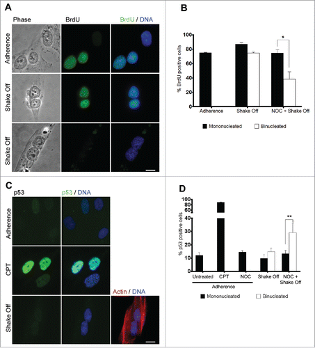 Figure 3. Binucleated cells induced by cytokinesis in suspension progress through S phase. (A) Representative images of BrdU incorporation in mononucleated cells grown in adherence or in binucleated cells obtained 20 hrs after cytokinesis in suspension. (B) Frequency of BrdU-positive cells among mononucleated cells grown in adherence and mononucleated or binucleated cells obtained 20 hrs after cytokinesis in suspension (Shake off) or after cytokinesis in suspension with a 3 hr NOC pre-treatment (NOC + Shake off). Results shown are the mean ± SEM of 3 independent experiments. For each experiment at least 200 mononucleated cells were analyzed in adherence condition, 200 mononucleated and 50 binucleated cells after cytokinesis in suspension. (C) Representative images of p53 immunostaining in cells grown in adherence (Adherence), after camptothecin treatment (CPT), or in binucleated cells obtained 20 hrs after cytokinesis in suspension (Shake off). Binucleation was confirmed by actin immunostaining. (D) Frequency of p53-positive cells in cells grown in adherence (untreated), after camptothecin treatment (CPT) or nocodazole exposure (NOC) in adherence, and in mononucleated or binucleated cells obtained 20 hrs after cytokinesis in suspension (Shake off) or after cytokinesis in suspension with a 3hr NOC pre-treatment (NOC + Shake off). Results shown are the mean ± SEM of 3 independent experiments. For each experiment at least 500 mononucleated cells were analyzed in adherence conditions, 200 mononucleated and 50 binucleated cells after cytokinesis in suspension. *P<0.05; **P<0.01 (Student's t-test). Scale bar = 5 μm.