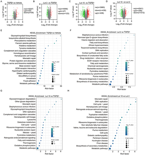 Figure 3 DEPs analysis. Vaccaro plot of DEPs in the (A) TGFβ1 vs Vehicle group, (B) Lut 2 vs TGFβ1 group, (C) Lut 10 vs TGFβ1 group, and (D) Lut 10 vs Lut 2 group. Bubble diagrams of DEPs in KEGG pathways between (E) the TGFβ1 vs Vehicle group, (F) The Lut 2 vs TGFβ1 group, (G) The Lut 10 vs TGFβ1 group, and (H) The Lut 10 vs Lut 2 group. Vehicle: blank group; TGFβ1: model group; Lut 2: low dose group; Lut 10: high dose group. The Rich factor is displayed on the x-axis, and the p-value is indicated by the color of each circle, the size of which reflects the number of each pathway.