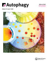 Cover image for Autophagy, Volume 19, Issue 5, 2023