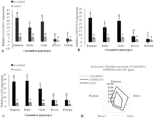 Figure 5. Patterns of differential gene expression levels of (A) CsLecRK6.1, (B) CsWRKY20 and (C) LOX1genes in resistant (‘Ramezz’), moderately resistant (‘Baby’ and ‘Orzu’) and highly susceptible (‘Bosco’ and ‘Extrem’) genotypes of cucmber at 72 hpi after inoculation with P. melonis. (D) Radar plots of relative gene expression showed that CsLecRK6.1, CsWRKY20 and LOX1 genes were highly expressed in the infected resistant cucumber in response to P. melonis infection. Note: To determine the RE ratio, transcript level in control plants for each cucumber genotype was chosen as a baseline and genotypes were compared to it.