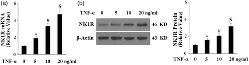 Figure 3. Expression of neurokinin 1 receptor (NK-1R) is increased in normal FLSs in response to TNF-α treatment (5, 10, 20 ng/ml) in a concentration-dependent manner. (a) Expression of NK-1R at the gene level was determined by real-time PCR analysis; (b). Expression of NK-1R at the protein level was determined by Western blot analysis (*, #, $, p < .01 vs. previous column group).