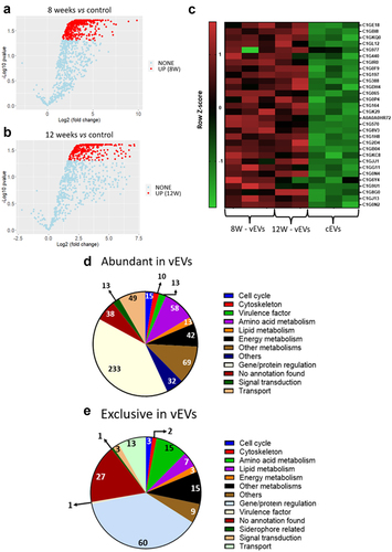 Figure 1. vEVs contain high abundance of virulence factors and energy metabolism proteins. Granulomatous lesions were extracted from two to four mice from three independent infections at eight weeks and 12 weeks after infection with 1 × 106 P. brasiliensis yeasts. After culturing the fungus extracted from the lesions, EVs were isolated, and their protein content was extracted and digested with trypsin and resolubilized in 0.1% formic acid. Peptides were analysed by LC-MS/MS and proteins were identified by MaxQuant software. Proteins containing more than two unique peptides had their intensity normalized by log2 followed by quantile normalization within each experimental group. Then, a differentially abundant protein analysis was made using limma and a functional analysis was carried out. To illustrate the differentially abundant proteins of the EVs, a volcano plot of the 8-weeks infection (8W – vEVs) group in relation to the control EVs (a) and a volcano plot of the 12-weeks infection group (12W – vEVs) in relation to the control EVs (b) were made. Additionally, a heatmap was created with selected proteins (c). The proteins in red represent a higher abundance. The functions of the more abundant proteins (d), and the protein found exclusively in the vEVs proteins (e) were taken using GO, KEGG, and FungiDB.