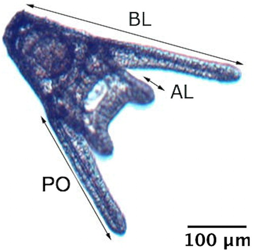 Figure 1. Four-armed pluteus 72 h post-fertilisation. AL, anterolateral arms; BL, total body length; PO, postoral arms.