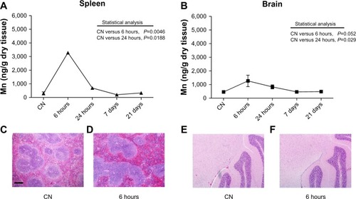 Figure 5 (A–F) Quantitative determination of nanoparticles in spleen and brain. Mn levels detected in (A) spleen and (B) brain. Data are presented as means ± standard error of mean (n=6). Images of spleen (C and D) and brain (E and F) sections stained with hematoxylin and eosin showing no histopathological change in the cellular and tissue architecture at 6 hours after nanoparticle injection compared to vehicle-treated mice (CN); bar 200 μm.