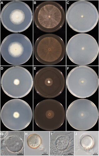 Figure 1. Cultural and morphological characters of Phytophthora nagaii (A–C and G–H) and Phytophthora tentaculata (D–F and I–J). (A–C) Colonies of P. nagaii observed after 6 days of inoculation on potato dextrose agar (A), V8 agar (B), and cornmeal agar (C); (E–F) Colonies of P. tentaculata on potato dextrose agar (D), V8 agar (E), and cornmeal agar (F); (G) Subspherical sporangium of P. nagaii; (H) Oospore of P. nagaii; (I) Spherical, papillate sporangium of P. tentaculata; (J) Oogonium of P. tentaculata. Sources: KACC 45737 for P. nagaii and KACC 40912 for P. tentaculata.