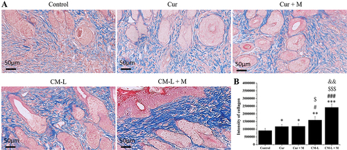 Figure 13 Regenerated collagen matrix of wound sites on day 8 treated with curcumin-loaded micelle formulations and microcurrent cloth. (A) Masson’s trichrome-stained images (scale bar: 20x, 50 µm). (B) Quantified intensity of regenerated collagen matrix. (mean ± SD; *: P < 0.05, **: P< 0.01, ***: P < 0.001 compared with the control; #: P <0.05, ###: P<0.001 compared with Cur; $ < 0.05, $$$< 0.001 compared with Cur + M; andand <0.01 compared with CM-L).