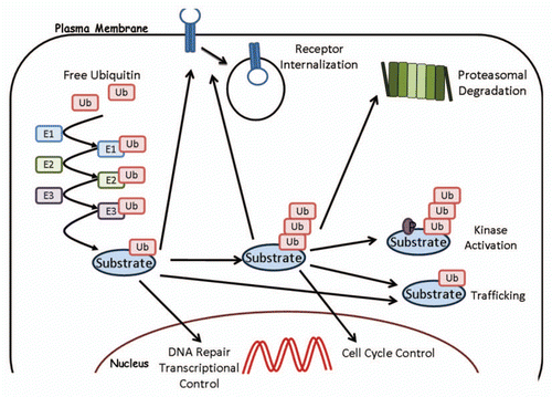Figure 1 Ubiquitination and its roles in protein function. Free ubiquitin is conjugated onto a substrate as described in the text. A monoubiquitinated protein can regulate receptor internalization, protein trafficking, DNA repair and transcriptional control. Polyubiquitinated proteins can undergo proteasomal degradation, kinase activation, trafficking and cell cycle regulation.