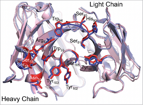 Figure 3. TNF binding does not affect the infliximab CDR loop structure. Fab structures in the unbound (blue; I212121 form) and TNFα-bound (red) states are overlaid. CDR loop residues involved in TNF binding are shown as sticks in darker coloring and are labeled. The antigen binding interface structure is unchanged in the bound and free states, indicating that antigen binding does not affect the structure of infliximab.