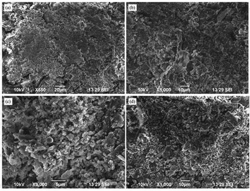 Figure 13. SEM image of SW.