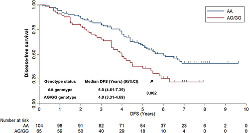Figure 3 Disease free survival of the 169 patients with gastric cancer who received S-1-based adjuvant chemotherapy according to KDR rs2071559 genotype status.