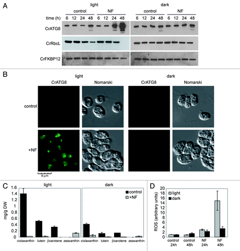 Figure 3. Inhibition of the carotenoid biosynthetic pathway leads to autophagy activation in Chlamydomonas. (A) Induction and modification of CrATG8 by norflurazon (NF) treatment in light or dark growth conditions. Wild-type Chlamydomonas cells in exponential growth phase were treated with 20 µM NF during 6, 12, 24 or 48 h under standard light (left panel) or dark (right panel) conditions. Samples of nontreated cells were taken at the same times and used as control. Fifteen µg of total extracts were resolved by 15% SDS-PAGE followed by western blotting with anti-CrATG8, anti-RbcL and anti-CrFKBP12 antibodies. (B) Immunolocalization of CrATG8 in wild-type cells treated with NF. Chlamydomonas cells growing exponentially under light (right) or dark (left) conditions were treated with NF for 48 h. Nontreated cells were used as control. Cells were collected and processed for IF microscopy analysis. Scale bar, 8 µm. (C) Changes in carotenoid contents in response to NF treatment in light and dark growth conditions. Prominent carotenoids present in wild-type Chlamydomonas cells treated or not with NF for 24 h were determined as described in Materials and Methods. Results are means of three independent experiments. (D) Induction of ROS in response to NF treatment. The content of ROS in TAP-grown cells under light or dark conditions and treated with NF for 24 or 48 h was determined. Untreated cells were used as control. Values are the means of four independent experiments.