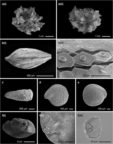 Figure 11. Plant remains from unit 10/17 at Anse Trabaud: a. (i) and a. (ii) – a decayed Hippomane macinella fruit; b. (i) a Cyperaceae seed and b. (ii) the epidermal cells close-up; c. a seed of Eclipta prostrata, d. – a seed of Portulaca oleracea, e. – a Chenopodiaceae seed, f. (i) the fruit that may belong to the Cucurbitaceae family the Squash family, f.(ii) – the stalk of the fruit (Photos by Michael Field), and f. (iii) – a phytolith extracted from the fruit (Photos by Jaime Pagán-Jiménez).